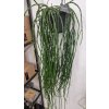 Rhipsalis paradoxa