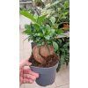 Ficus ginseng