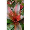 neoregelia red