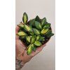Hoya xyz2