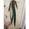 Anthurium Wendlingeri2
