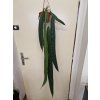 Anthurium Wendlingeri