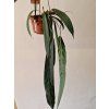Anthurium wendlingeri3