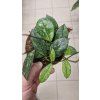 Hoya crassipetiola splash