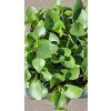 Pilea peperom mini