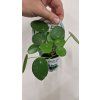 Pilea peperomioides