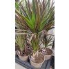 Dracaena kmen