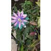 Passiflora edulis