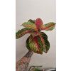 Agla red emerald2