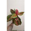 Agla red emerald3