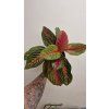 Agla red emerald
