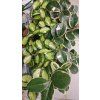 Hoya mix kruh