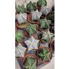 astrophytum