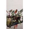 philo red anders3