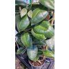 hoya calycina