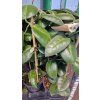 Hoya calicina