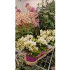 Phal deco4
