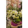 Phal deco 3