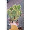 Opuntia xl