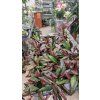 Hoya red maroon1