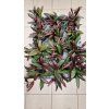 Hoya red maroon2