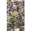 Hoya red maroon