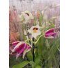 Miltonia mix2
