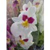 Miltonia mix