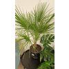 Chamaerops humilis