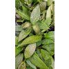 Hoya gracilis