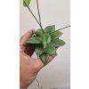Hoya Fitchii