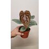Anthurium luxurians2