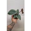 Anthurium luxurians1