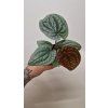 Anthurium luxurians3