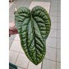 Anthurium Luxurians radicans