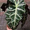 Alocasia poly xl