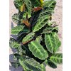 Calathea warhawietzki