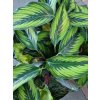 Calathea beauty star