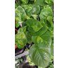 Epipremnum global green