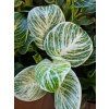 Philodendron Birkin