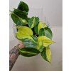 Philodendron scadens brazil