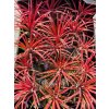 Tillandsia ionantha red