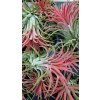 till ionantha red