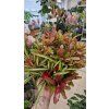 Bromelia mix1