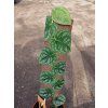 Monstera dubia