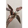 Philo pink princes