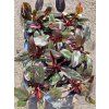Philodendron pink princes