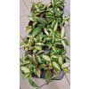 Hoya cARNOSA1