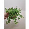 Ficus pumila3