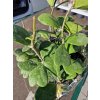 Hoya kerrii